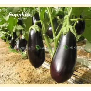 [HG Đài Loan] Cà tím nhật Sapphire Gói 20 hạt giống cà tím giọt lệ ngon bền cây thu lâu