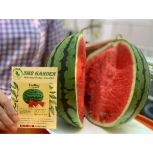 Gói 20 hạt giống Dưa hấu Feeling sọc xanh ruột đỏ cây khỏe ngon ngọt dễ trồng [Hạt giống Đài Loan]