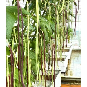 [HG Đài Loan] Gói 40 hạt giống MIX Đậu đũa tím Purple Mart No.2 và xanh Green Arrow - ngon ngọt giòn sai quả