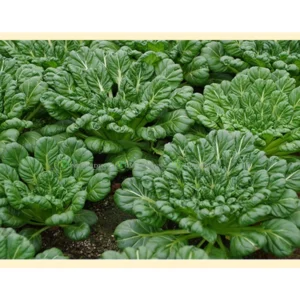 [Hạt giống Mỹ] Gói 100 Hạt giống cải hoa hồng Tatsoi, cây đẹp và ngon