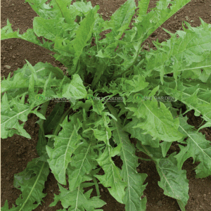 [Hạt giống Mỹ] Hạt giống bồ công anh Mỹ Dandelion gói 100 hạt giống, lá và rễ dùng tốt cho sức khoẻ