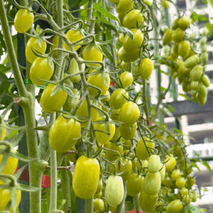 [HG Hà Lan] Gói 3 Hạt giống cà chua nho xanh Gourami thơm ngon nhiều dinh dưỡng sai trái